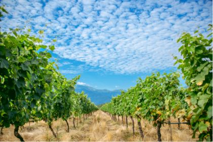 Beyond the mountains - Vineyards!